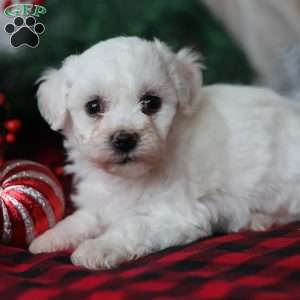 Tinsel, Bichon Frise Puppy